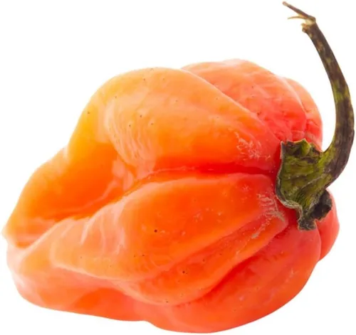 Orange Scotch Bonnet - Semillas de pimienta – 250 mg ~ 30-45 semillas – Semillas de herencia, polinizadas abiertas, sin OMG, semillas de jardinería