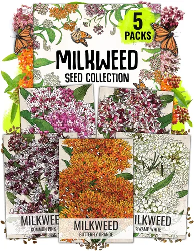 Colección de semillas de algodoncillo (6 paquetes individuales de semillas) semillas polinizadas abiertas Seed Needs