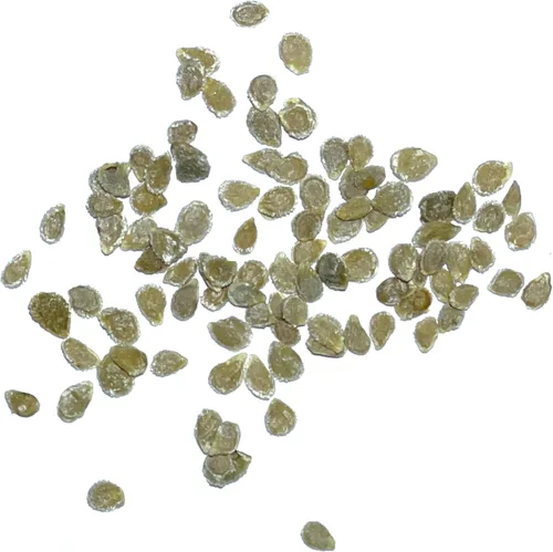 Miniatura 6 de Seed Needs Semillas de tomate cereza negra para plantar, reliquia sin OMG y sin tratar, variedad indeterminada para plantar un huerto al aire libre