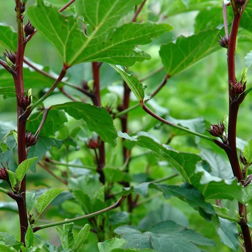 Miniatura 8 de Roselle Rojo (Hibiscus sabdariffa) - Paquete de 50 Semillas