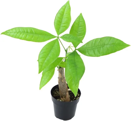 Miniatura 7 de Altman Plants, Planta de Árbol del Dinero Viva, Árbol del Dinero Pachira Aquatica, Árbol del Dinero Feng Shui Pachira Aquatica, Planta Pachira Árbol