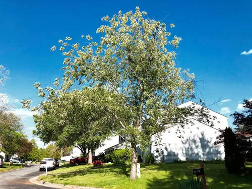 Miniatura 5 de Cerezo Negro Silvestre Semillas Premium Prunus serotina 'Spring' Plants' (Premium Seeds, 100)