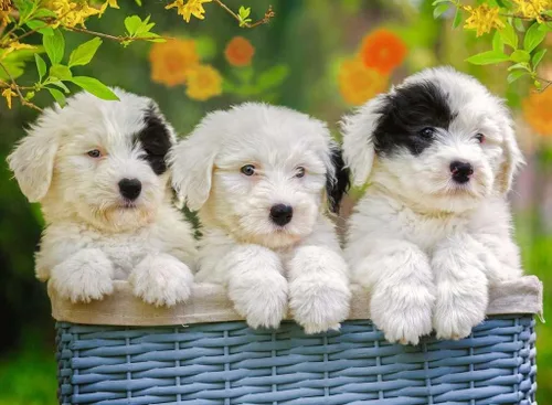 Miniatura 2 de Ravensburger 12765 8 Puppy Sister - Rompecabezas de 200 piezas