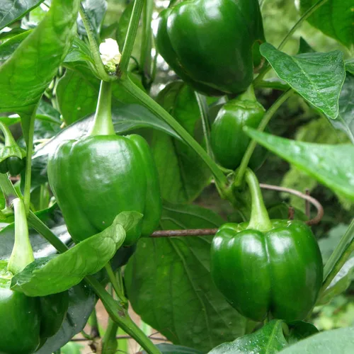 Miniatura 3 de Bonnie Plants Plantas vegetales vivas de pimiento verde, paquete de 4, sin OMG, plantas de 2 a 3 pies, tamaño de pimienta de 4.5 x 4 pulgadas
