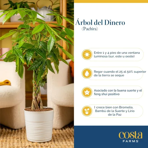 Miniatura 6 de Costa Farms Árbol del Dinero Planta Viva en Maceta Decorativa, Purificadora de Aire para Interiores, Perfecta para Decoración de Hogar, Habitación u