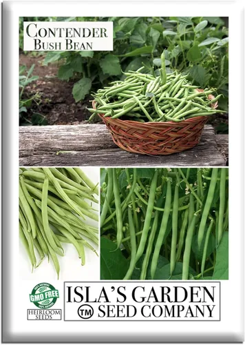 Semillas de frijol Contender Bush (Phaseolus vulgaris) – 50 semillas de reliquia sin OMG de Isla's Garden Seeds, judías verdes de maduración