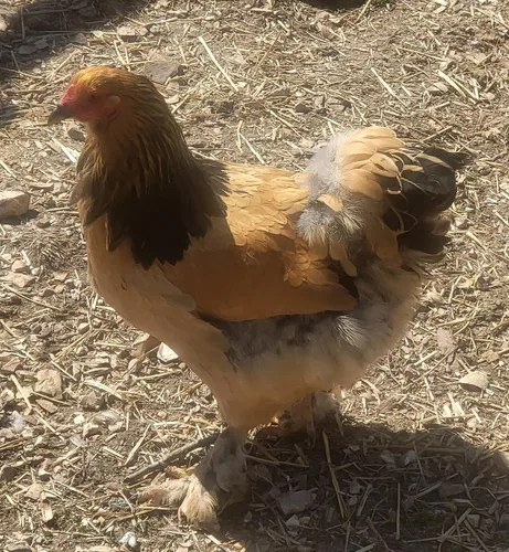 Miniatura 4 de Barnyard Mix Fertile Huevos para incubar de pollo criados en orgánicos (6 huevos)