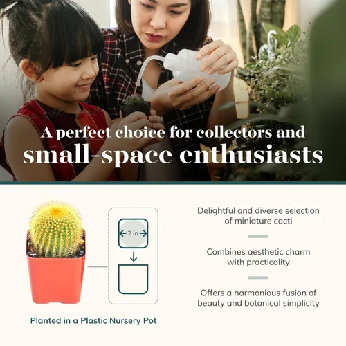 Miniatura 3 de Shop Succulents Can't Touch This Collection Surtido de plantas de cactus de interior vivas seleccionadas a mano, totalmente arraigadas, paquete