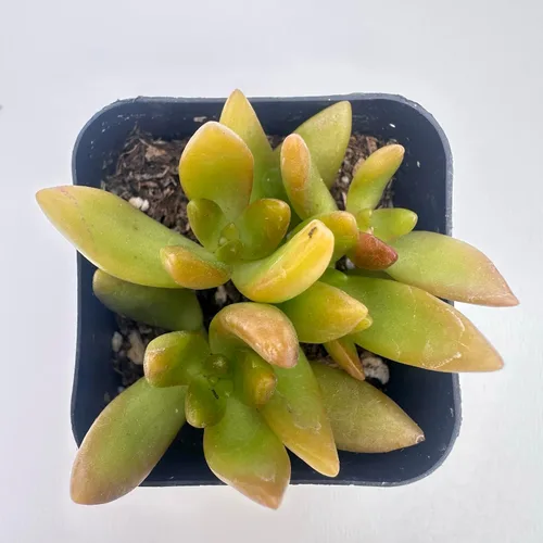 Miniatura 5 de Plantas suculentas vivas, variedades variadas en dos tamaños de maceta, plantas de fácil cuidado para interiores y exteriores, GNEM