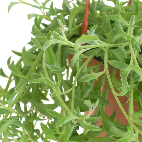 Miniatura 2 de Tienda de Suculentas Cadena de Delfines Colgante, Senecio Peregrinus, Planta Suculenta Viva Totalmente Arraigada de 6 Pulgadas con Colgador, Planta