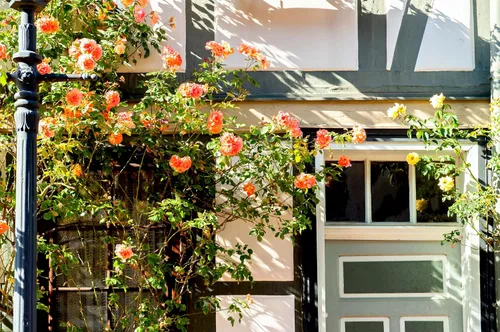 Miniatura 8 de 5 Seeds Orange Climbing Rose Rosa Bush Vine Climber Fragrant Butterfly Flower Seeds