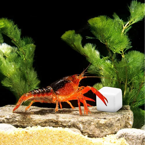 Miniatura 5 de DQITJ 24 piezas de piedra de calcio natural para reptiles de tortuga, tortuga, lagarto, rana, camaleón, reptiles