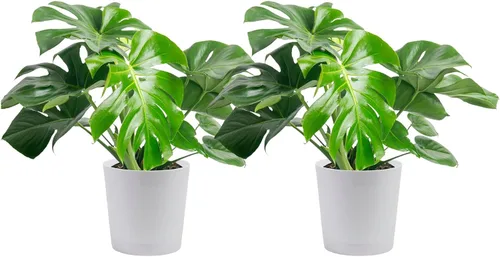 Miniatura 10 de Costa Farms - Philodendron birkin, planta de interior viva, 14 pulgadas de alto, maceta decorativa blanca, colección Trending Tropicals