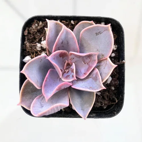 Miniatura 17 de Blissful Echeveria Alpen Glow 4" Pot Live Succulent Pink Purple Rosette Plant Easy 2 Grow, Perfect for Wedding, Party Favor and Succulent