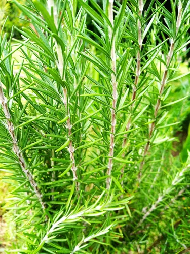 Miniatura 2 de TomorrowSeeds - Semillas de romero - Más de 200 unidades - para plantar 2025 Blue Toscana Perenne Hierbas Jardín Mediterránea Rosmarino Romero