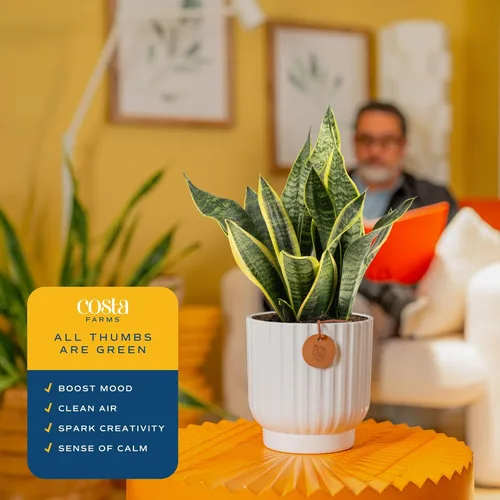 Miniatura 4 de Costa Farms - Planta de la serpiente o sansevieria de interior viva, fácil de cultivar, en maceta decorativa con tierra, decoración cumpleaños