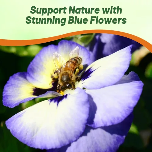 Miniatura 4 de Outsidepride Semillas de pensamiento de viola de arándanos bicolor azul y amarillo para plantar, 50 unidades. Flores resistentes al frío y aptas