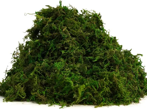 Miniatura 2 de USMOLA Musgo verde para manualidades, musgo falso de 4 onzas para plantas de interior, terrarios, jardines de hadas y exhibiciones de mesa, perfecto
