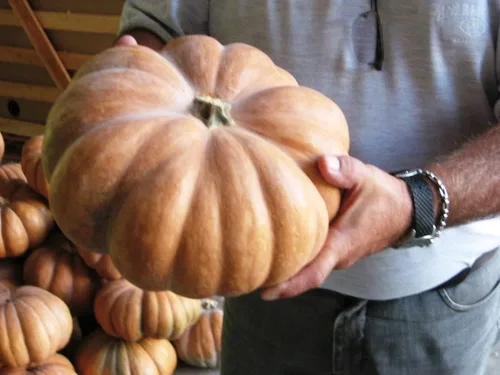 Miniatura 4 de Musquee de calabaza De Provence Gigante Raro No GMO Vegetal para Plantar