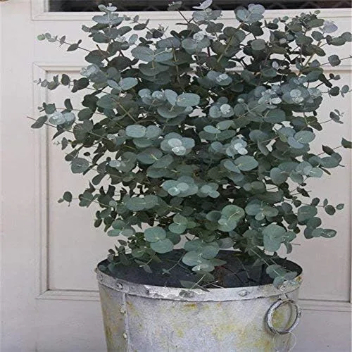 Miniatura 2 de Más de 25 semillas de árbol bonsái de eucalipto Silver Drop - Fabricado en Estados Unidos. Se envía desde Iowa. Ideal como ramas de bonsái o clip