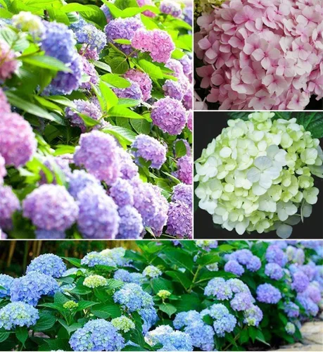 Semillas de flores de hortensias, colores mixtos (100 semillas), fáciles de cultivar, grandes flores coloridas, interiores y exteriores
