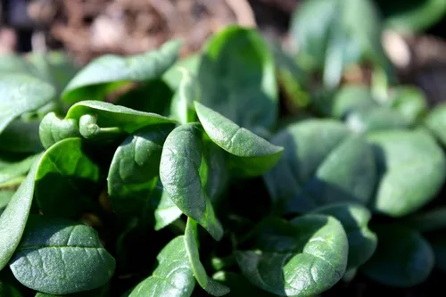 Miniatura 7 de Semillas de espinacas gigantes durante todo el año Verduras tradicionales verdes para plantar semillas sin OMG 300