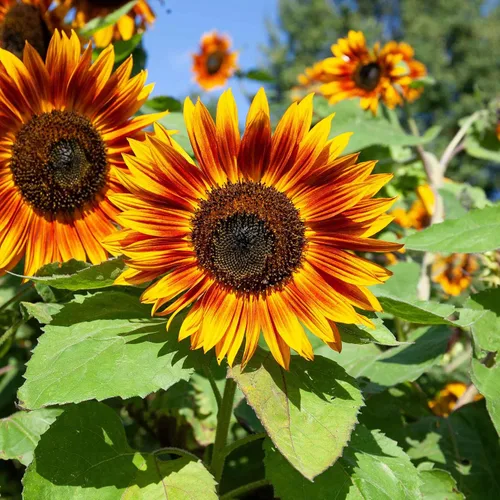 Miniatura 35 de Eden Brothers Semillas de girasol - Autumn Beauty
