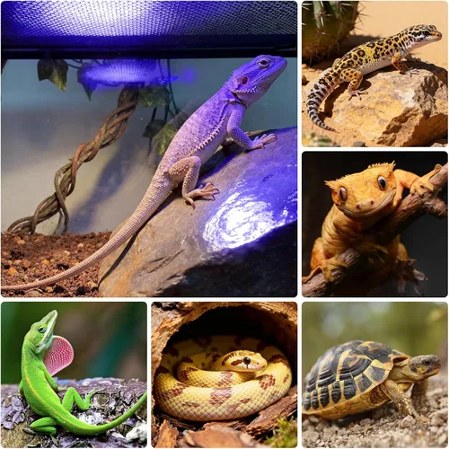 Miniatura 7 de Luz UVB para reptiles, lámpara de reptiles TFNN con temporizador de 3-6-12 ciclos y 3 brillos, lámpara UVA UVB de espectro completo para tortugas
