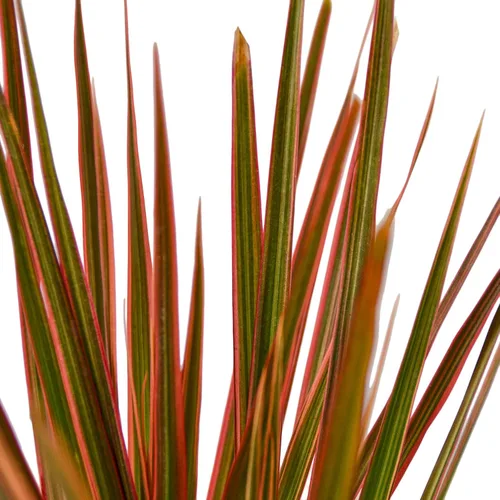 Miniatura 2 de Garden Wrld Dracaena 'Colorama' (maceta de 3")