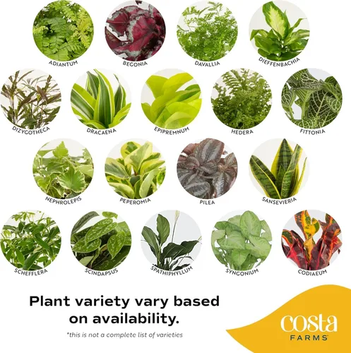 Miniatura 3 de Costa Farms Plantas vivas de interior (paquete de 2), seleccionadas a mano, fáciles de mantener, plantas de interior surtidas en macetas, mezcla
