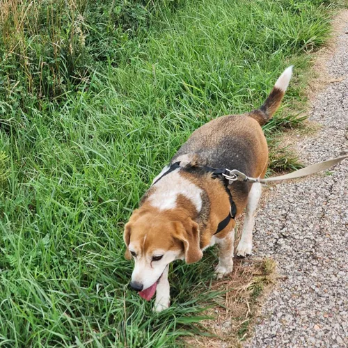 Miniatura 4 de Arnés para perro sin tirones, arnés para mascotas grueso y ajustable, chaleco de pecho a prueba de escape, arnés resistente para caminar para perro