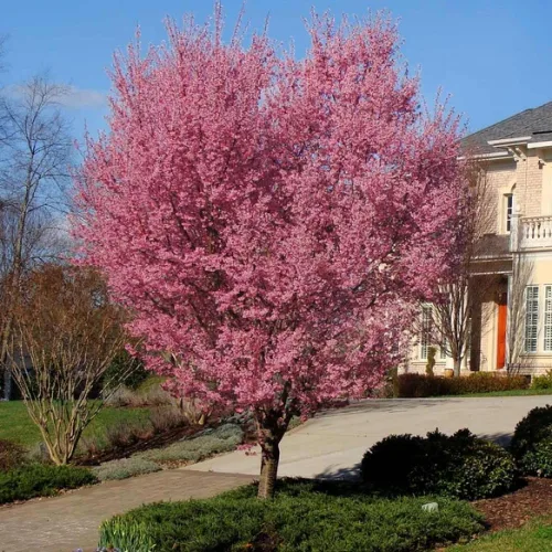 Miniatura 4 de Planta de Árbol de Flor de Cerezo Llorón, Árbol de Flor de Cerezo Vivo en Maceta de 8 a 12 Pulgadas de Alto, Plantón Perenne de Árbol de Flor