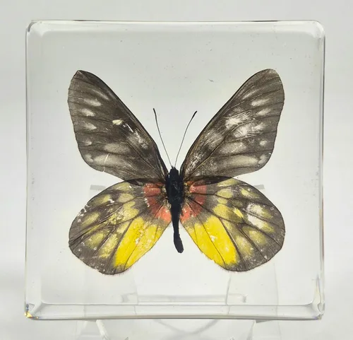 Miniatura 9 de Mariposa Bluebottle real de 2.9 pulgadas en resina de Lucite transparente, grafio, sarpedón, colección de manualidades para biología, ciencias