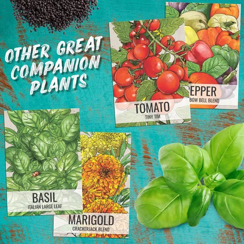 Miniatura 8 de Seed Needs Semillas de culantro para plantar cilantro mexicano, reliquia sin OMG y hierbas culinarias/medicinales no tratadas para cultivar un