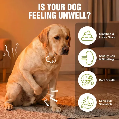 Miniatura 2 de Probióticos para perros: 2 mil millones de UFC masticables para la salud intestinal y digestiva, alivia la diarrea, los gases y las heces sueltas, 6