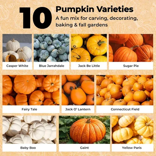 Miniatura 2 de Más de 200 semillas de calabaza para plantar, 10 variedades Jack Be Little, Jack O Lantern, pastel de azúcar, jarrahdale azul, Baby Boo, ideal
