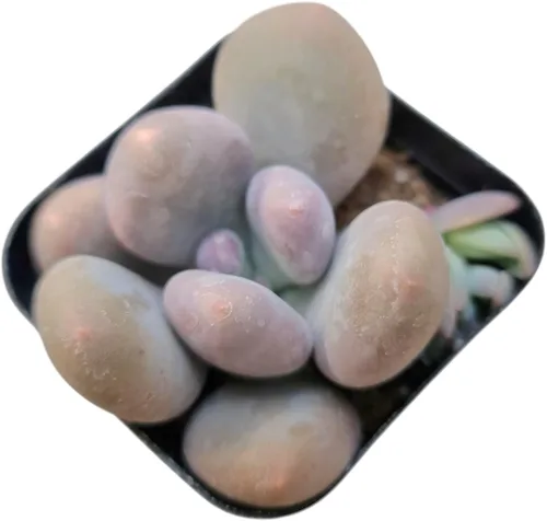 Miniatura 3 de Plantas suculentas vivas (maceta de 2 pulgadas Echeveria Lovely Rose)