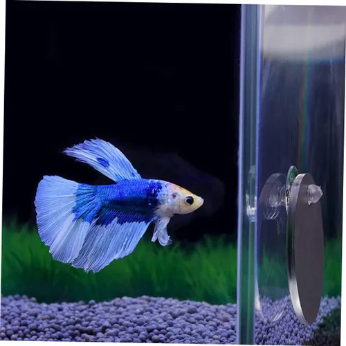 Miniatura 8 de Espejo flotante de pecera Betta con espejo acrílico y cuerda para ejercicio Betta y decoración de acuario pequeño, 1.57 x 1.57 x 0.19 pulgadas