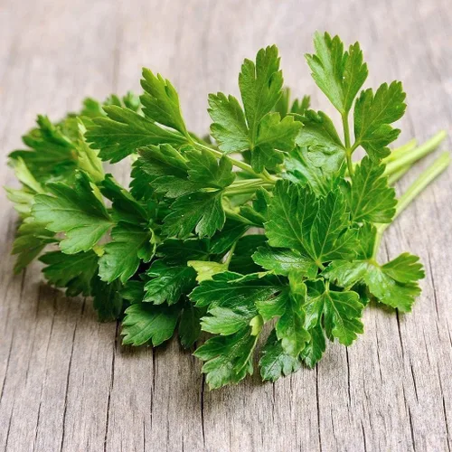 Semillas de perejil de hoja perenne – Paquete de 0.04 oz ~ 100 semillas – Anual. Heirloom, Jardinería de hierbas culinarias sin OMG y microverdes