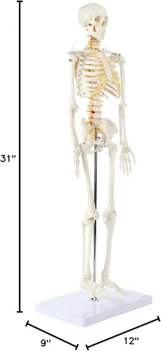 Miniatura 10 de Axis Scientific Mini modelo de esqueleto humano con soporte de metal, 31 pulgadas de alto con brazos y piernas extraíbles, fácil de montar, incluye