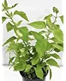 ROMPE SARAGUEY CON Raiz/Rompe Saraguey Plant con rooth (sugerimos que no elijas el envío estándar porque recibirás la planta seca, muerta o rota)