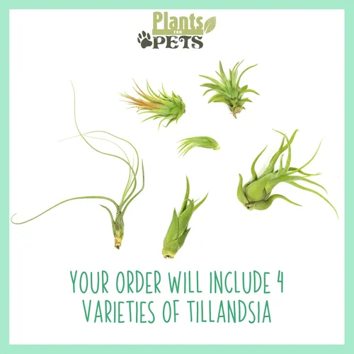 Miniatura 3 de Planta de aire con poca luz (4 unidades) Tillandsia Plantas de aire vivas Plantas de interior vivas Plantas de interior vivas Plantas suculentas