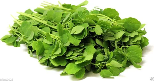 10 Semillas de Papalo (Porophyllum Ruderale) Papaloquelita, Cilantro Boliviano. Hierba orgánica