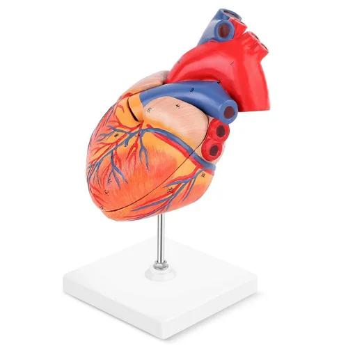 Miniatura 5 de SKUMOD Modelo de corazón humano 1:1, tamaño real de 2 partes de corazón numerado preciso que muestra 48 estructuras internas anatómicas