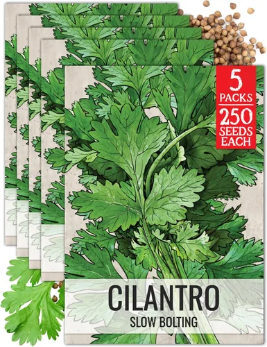 Miniatura 10 de Seed Needs Semillas de culantro para plantar cilantro mexicano, reliquia sin OMG y hierbas culinarias/medicinales no tratadas para cultivar un