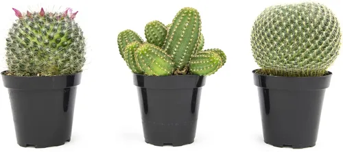 Altman Plants, Surtido de Plantas de Cactus Plantas Vivas (3PK), Planta de Cactus Plantas Suculentas Vivas Decoración de Cactus Vivos, Plantas de
