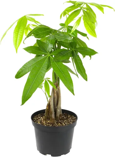 Miniatura 4 de Planta de interior de árbol de dinero vivo en maceta de cultivo de 6 pulgadas, planta purificadora de aire, fácil cuidado para principiantes