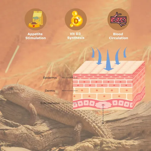 Miniatura 7 de Luz de reptil UVB 10.0 de 26 W, bombilla compacta de desierto para dragones barbudos, lagartos, serpientes, geckos, anfibios, lámpara UVA UVB