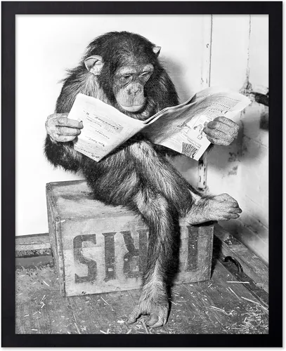 Miniatura 12 de Poster Master Póster de Chimpancé - Impresión de Mono Leyendo Periódico - Arte de Pared de Mono - Regalo para Hombres, Mujeres y Amantes