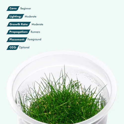Miniatura 3 de Planta viva SubstrateSource - Hierba enana Eleocharis Belem cultivada en tejidos acuáticos para acuario - 100% libre de caracoles en copa in vitro